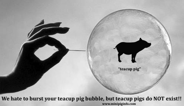 micro pig myth