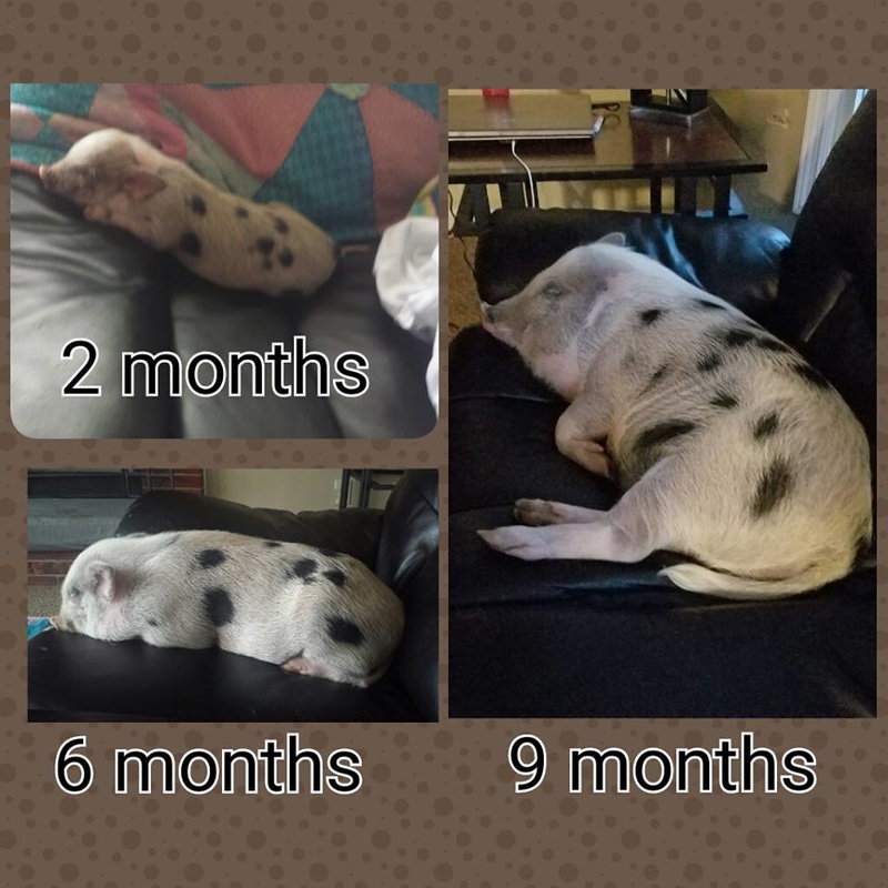 2 Month Old Pug Weight Loss