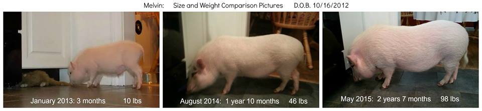 mini pig growth chart
