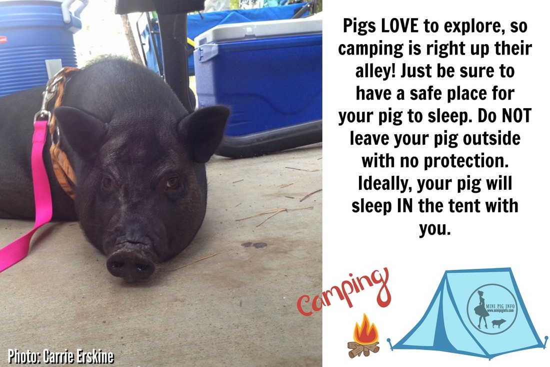 mini pig camping