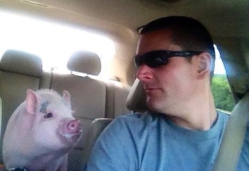 Mini Pig Riding In A Car