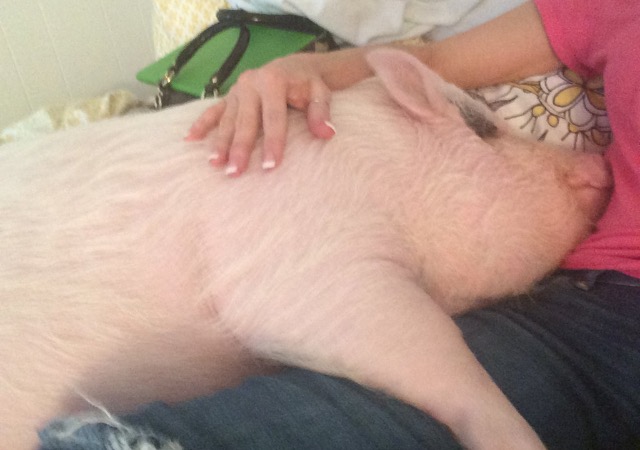 pig laying on a lap
