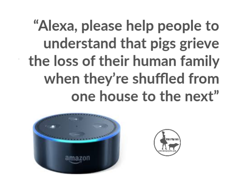 Alexa, why is my mini pig crying?
