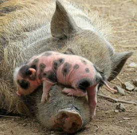 piglet and mom