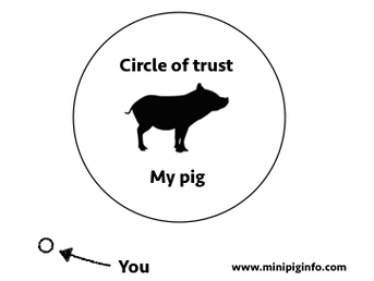 mini pig circle of trust