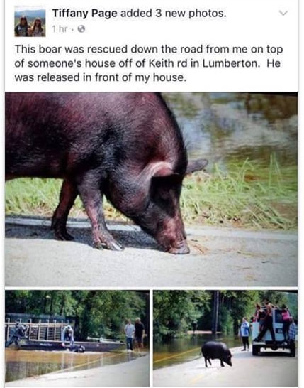 hurricane pig survivor