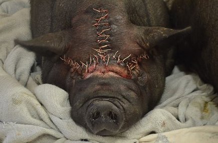 pig after surgery to correct entropion