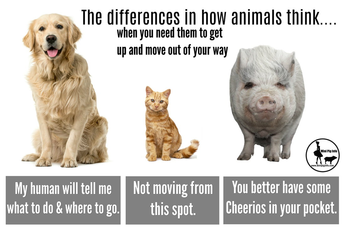 The Differences In How Animals Think - Mini Pig Info