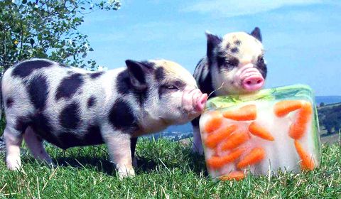ice treats for pigs