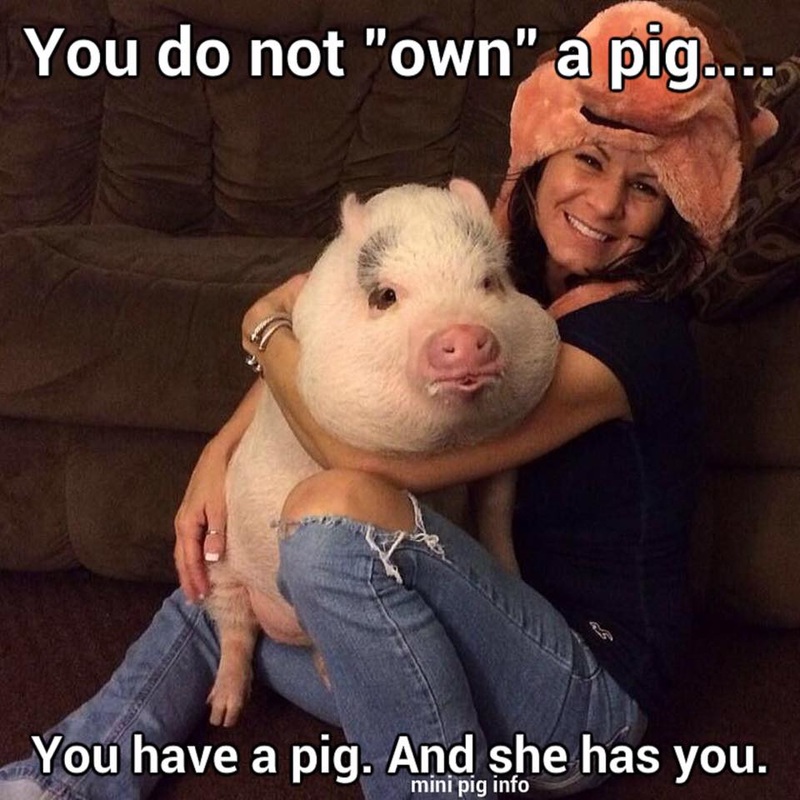you don't own a pig