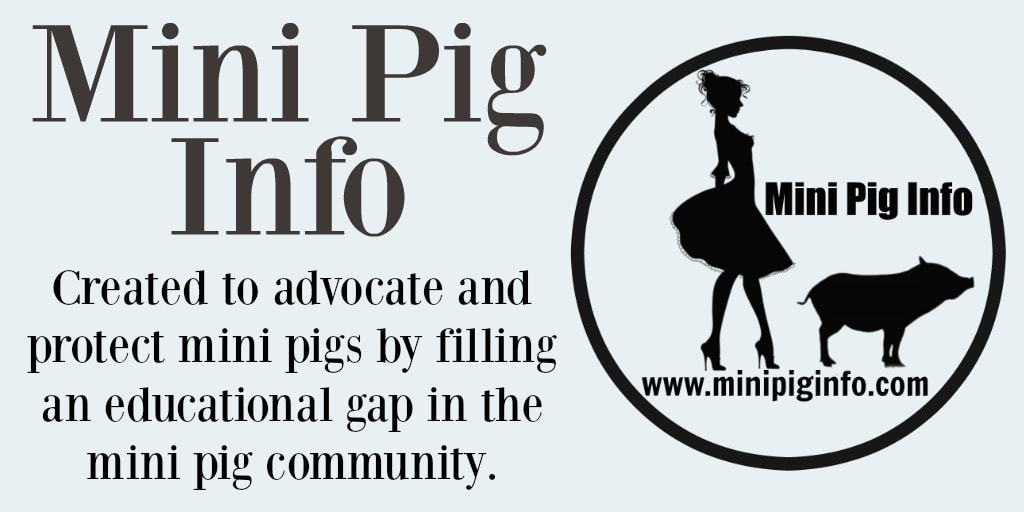 mini pig info mission statement