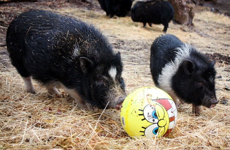 mini pig playing with ball