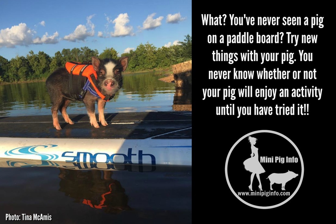 mini pig paddle boarding