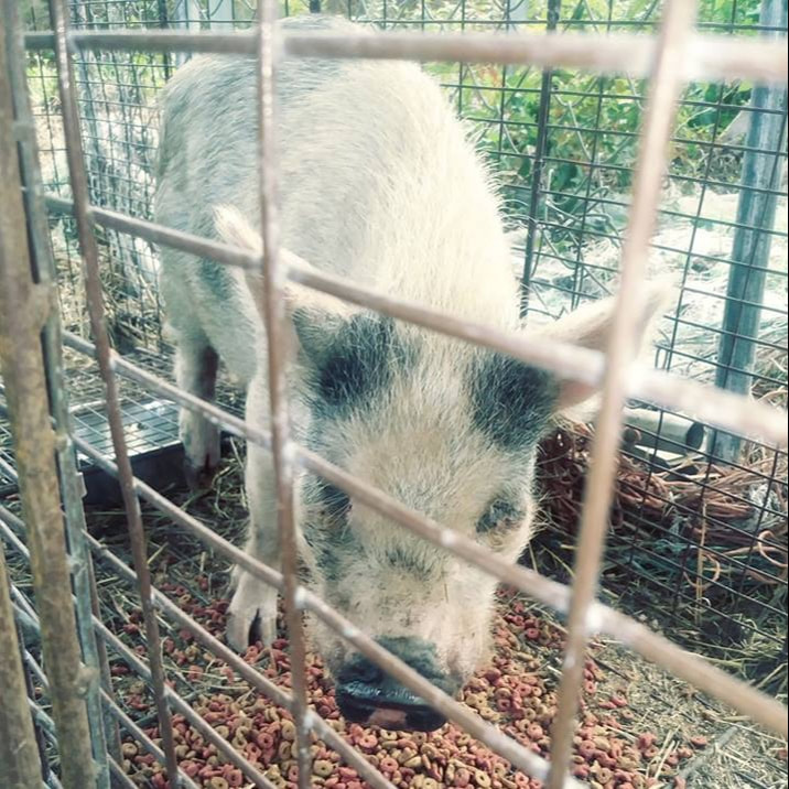 Mini Pig Captured By Animal Shelter