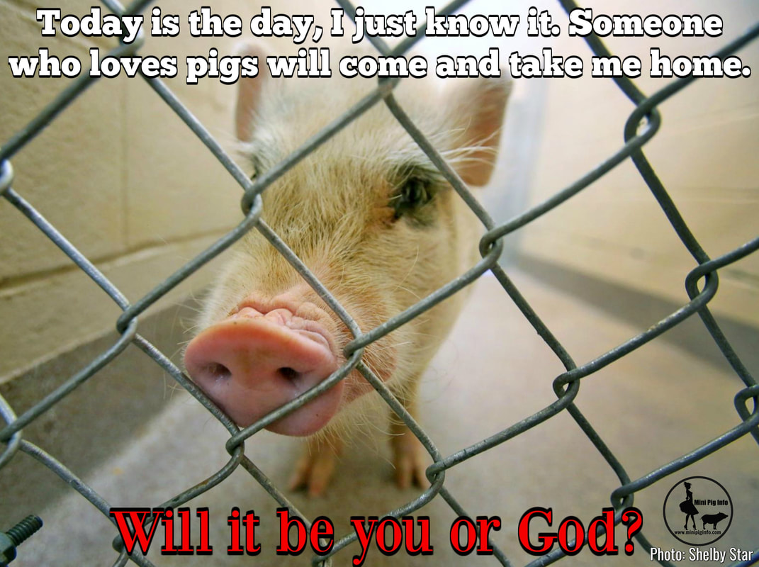 please adopt a pig in need