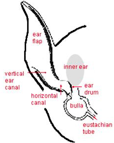 mini pig ear anatomy