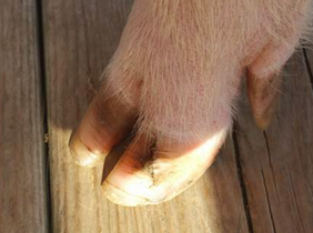 cracked hooves in mini pigs