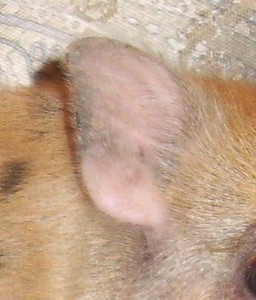 piglet ear