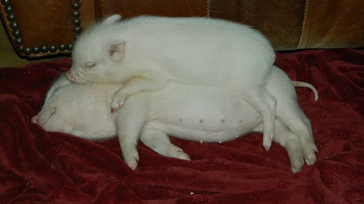 pig siblings