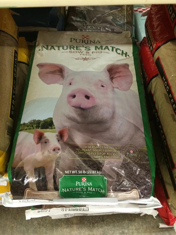 Mini Pig Nutrition: Are You Feeding Your Pig Right? - Mini ...