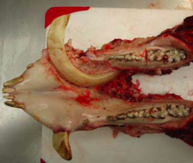 dissected pig tusk