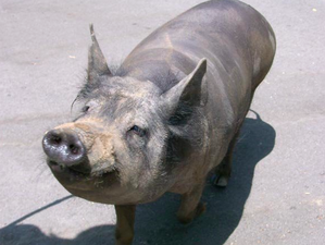 Yucatan pig