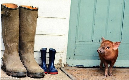 pig at door