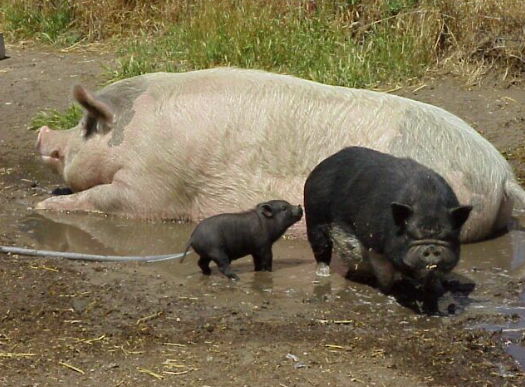 farm pig, mini pig, piglet comparison