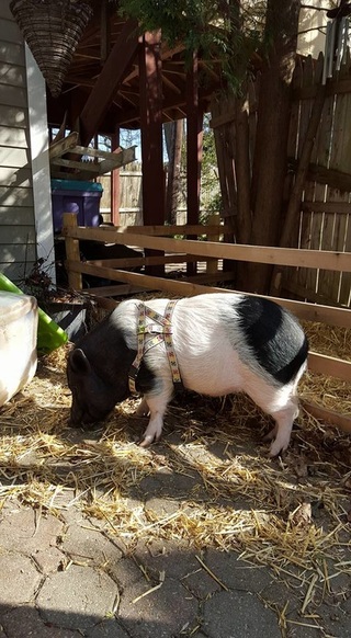 pig in yard