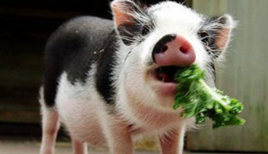 Mini Pig Nutrition: Are You Feeding Your Pig Right? - Mini ...