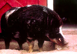 ossabow island pig