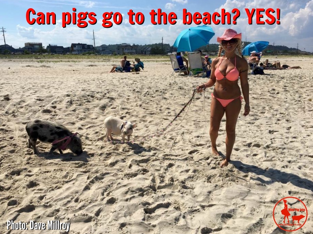 mini pig at beach