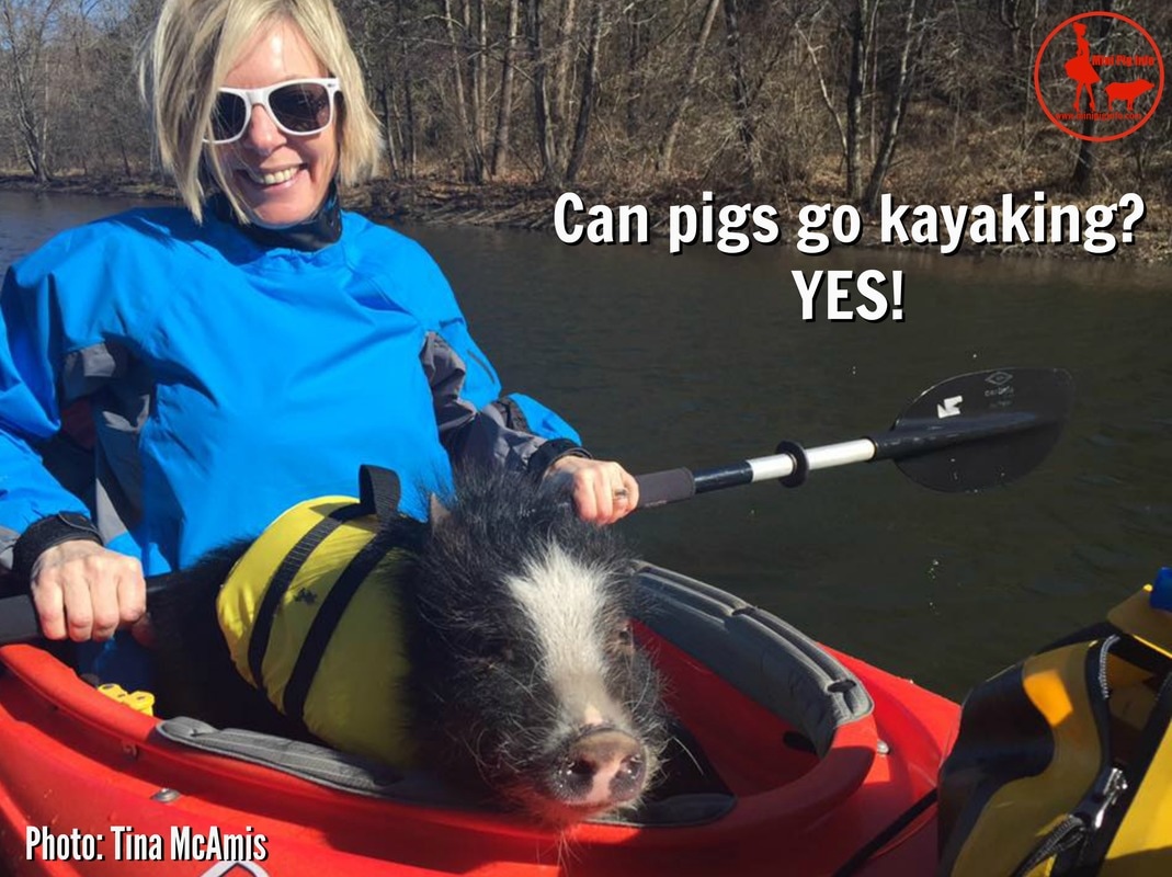 mini pig kayaking