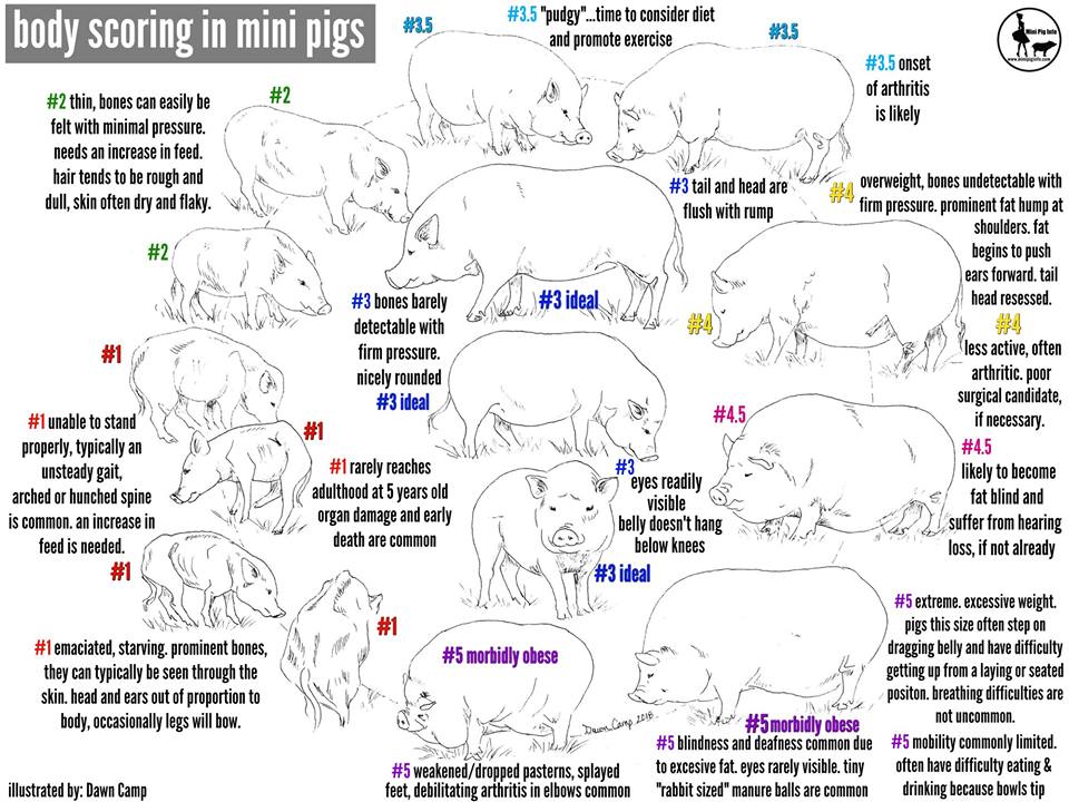 Mini Pig Body Scoring: How To Tell If Your Pig Is At A ...