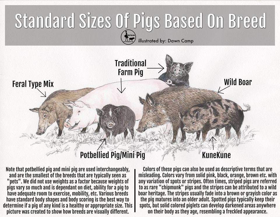 mini pig breeds explained