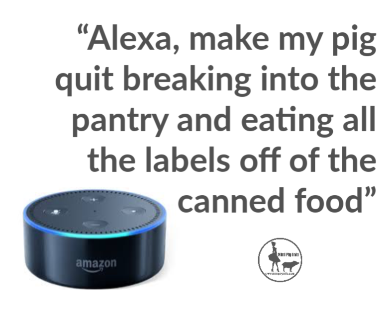 Alexa, my pig is a jerk