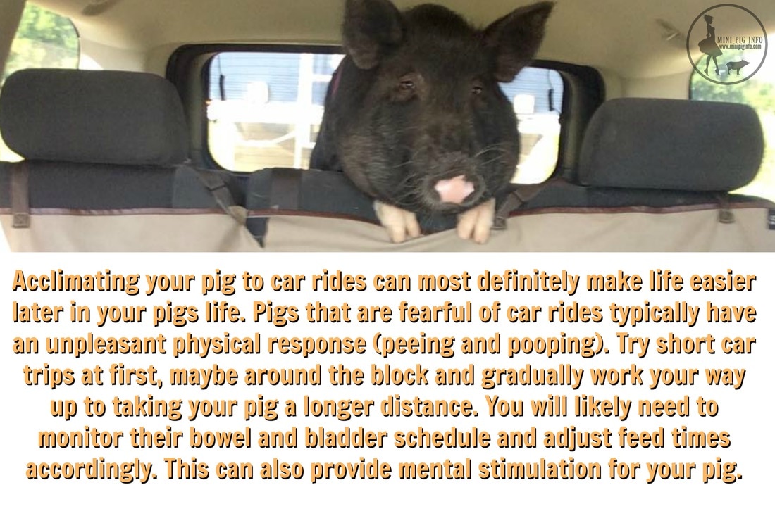 mini pig riding in car