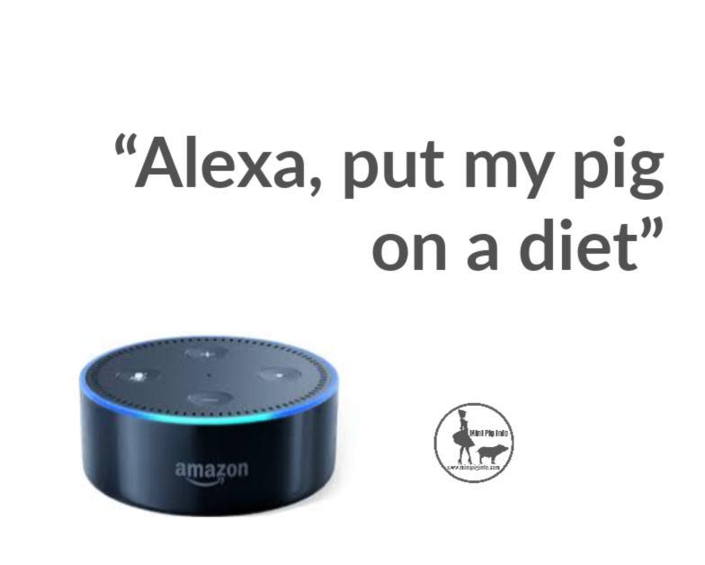 Alexa, my pig is fat