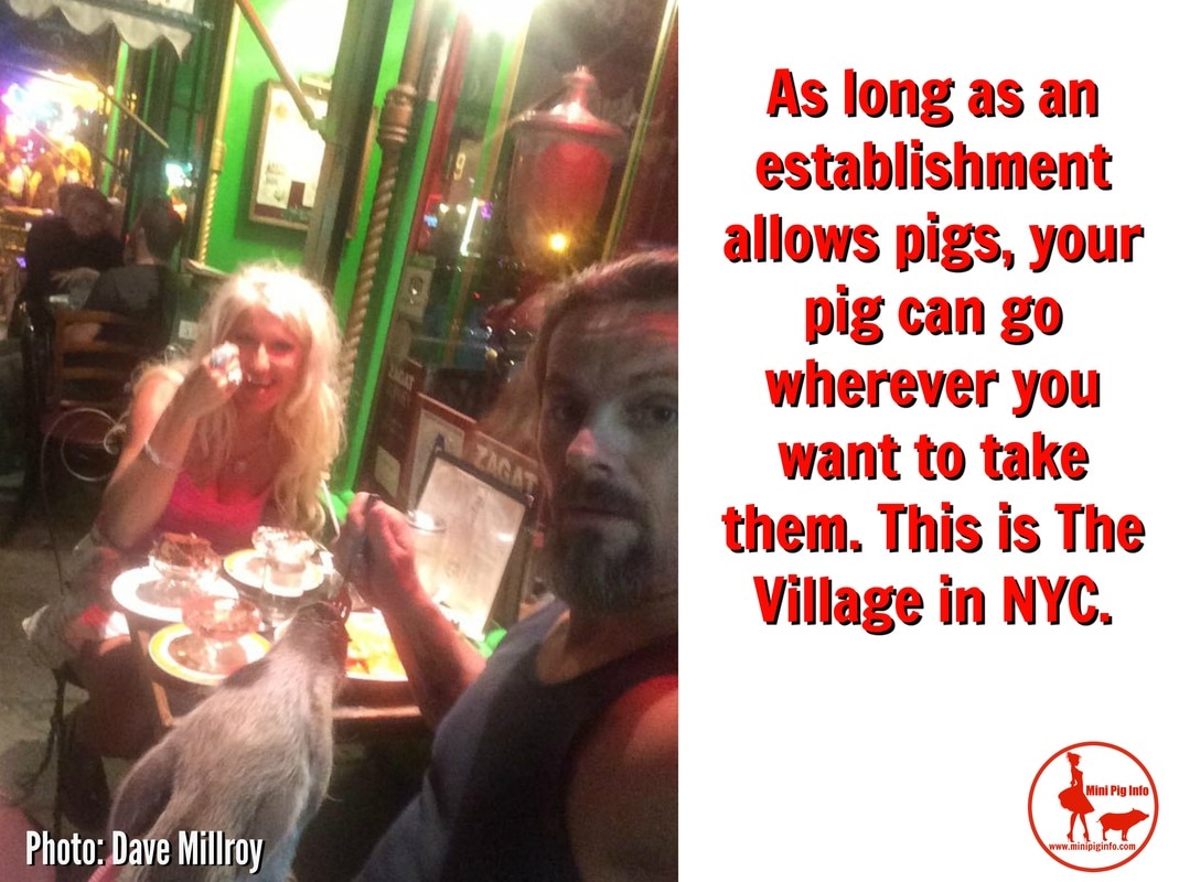 mini pig at restaurant