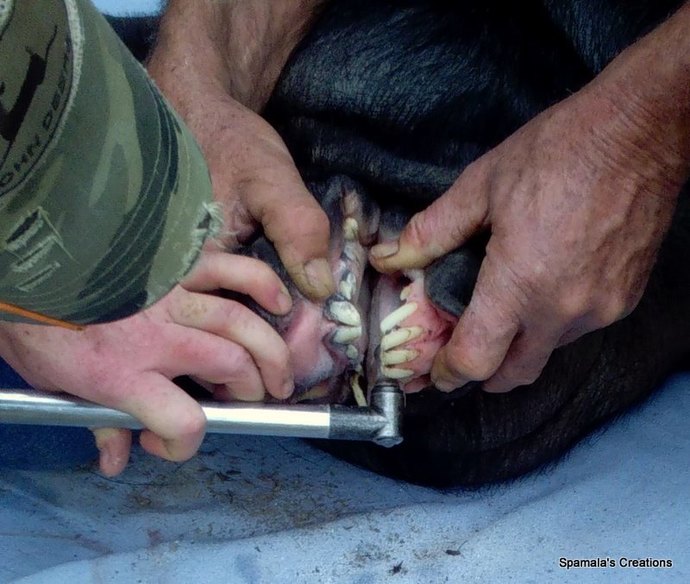 filing tusks in mini pigs