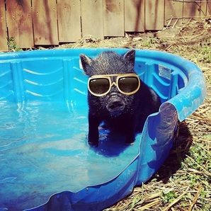Mini Pig In Kiddie Pool