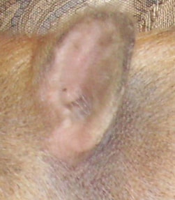 potbellied pig ear