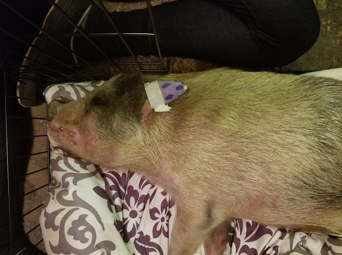 Malnourished Shelter Pig at Veterinary Hospital