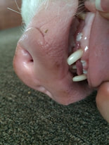 mini pig teeth