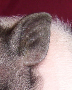 mini pig ear