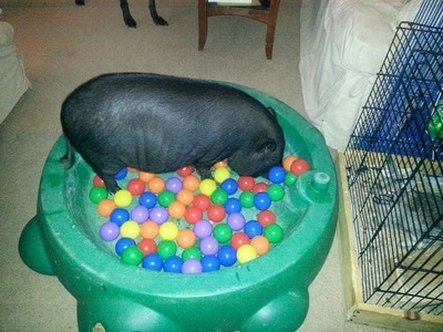 mini pig ball pit