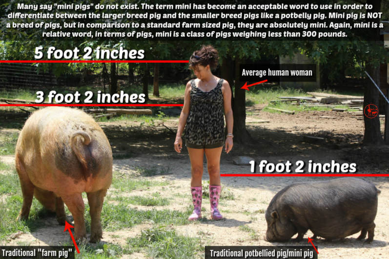 what is a mini pig?