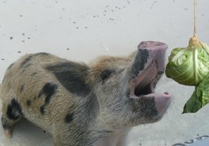 hanging food treats for pig enrichment