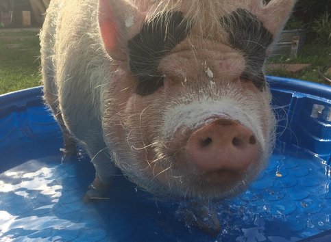 mini pig kiddie pool