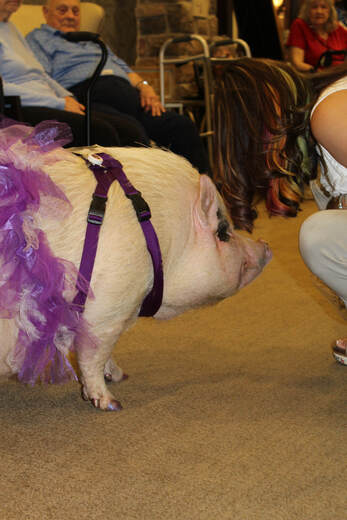 Buttercup the therapy pig